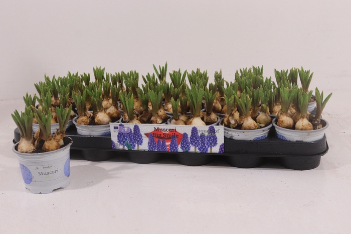 <h4>MUSCAR BIG SMILE</h4>