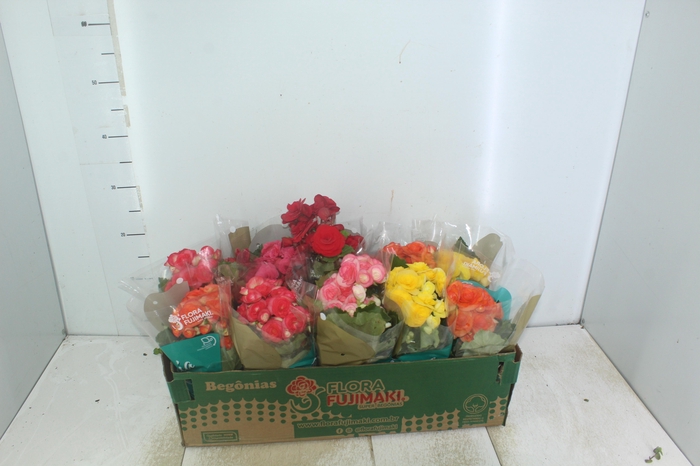 <h4>BEGONIA P11</h4>