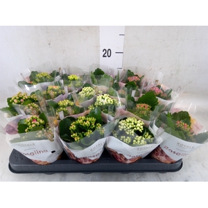 Kalanchoe blos. 'RoyalDon'   ..mix