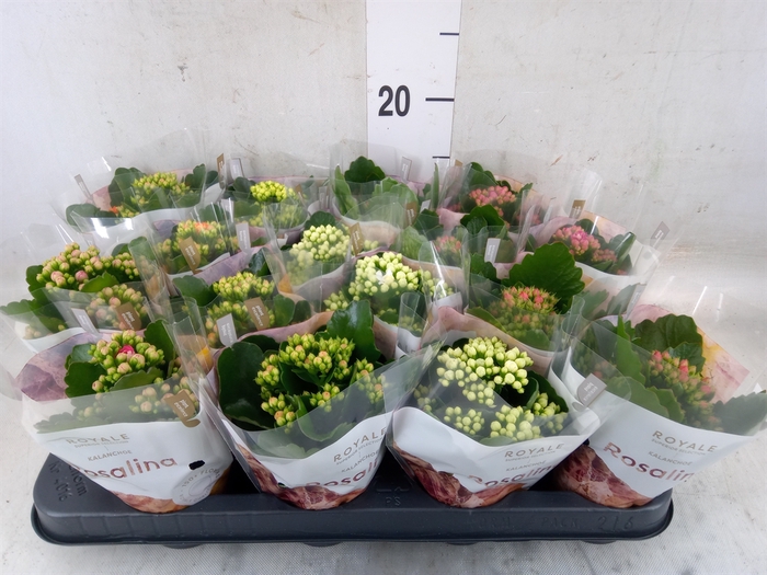 <h4>Kalanchoe blos. 'RoyalDon'   ..mix</h4>