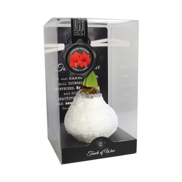 <h4>Amaryllis Frost White Carton</h4>