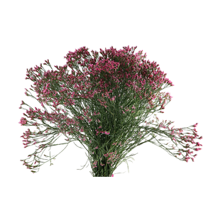 Limonium Tiffany Diamond Pink