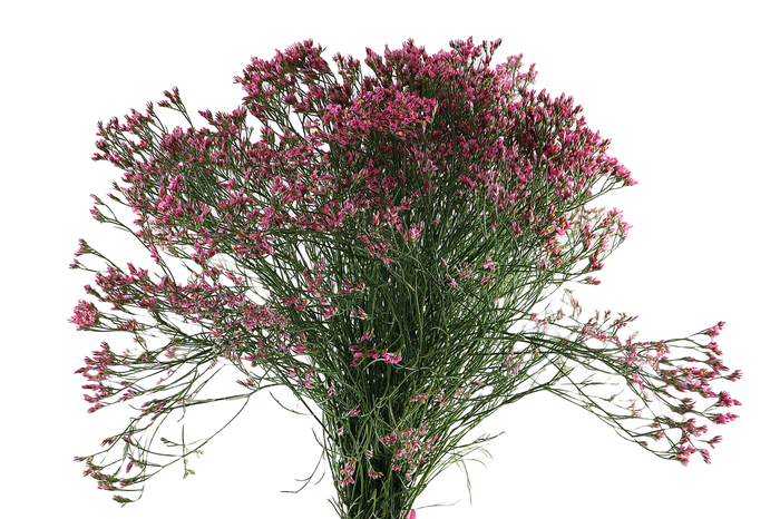 <h4>Limonium Tiffany Diamond Pink</h4>