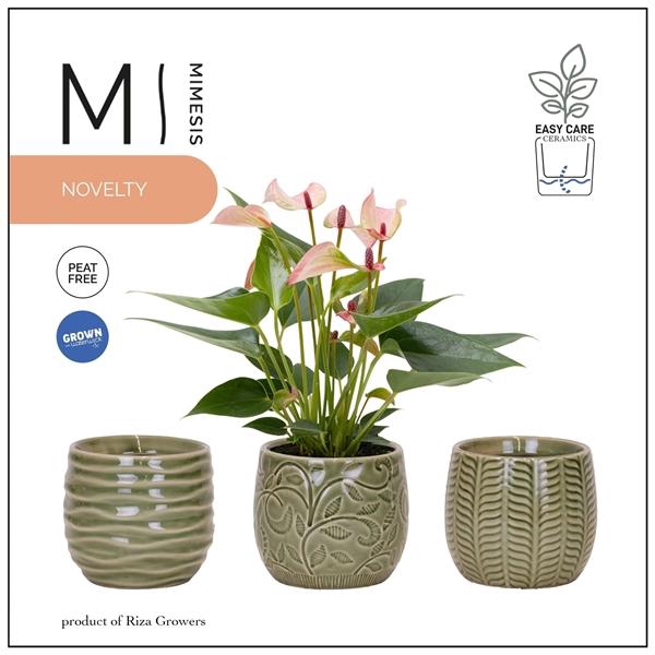 <h4>Mimesis Anthurium Hotlips - 9 cm Madeira</h4>