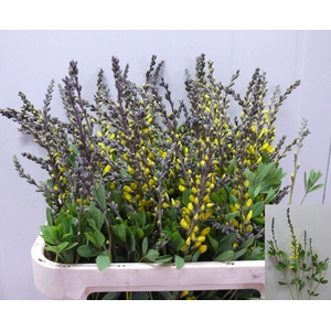 BAPTISIA AUSTRALIS BAPTISIA AUSTRAL