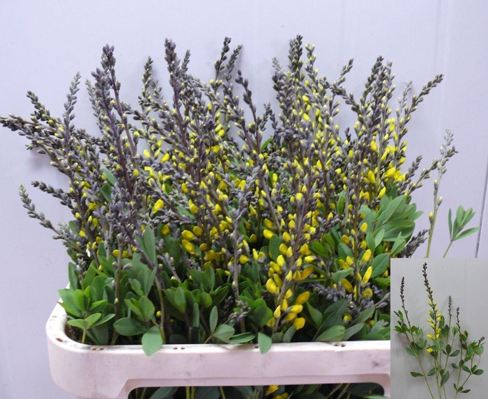 <h4>BAPTISIA AUSTRALIS BAPTISIA AUSTRAL</h4>