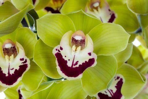 <h4>CYMB GR VALLEY BOOP VALLEY BOOP 40C</h4>