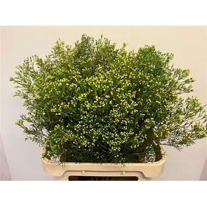 CHAME UN JUPITE MOON