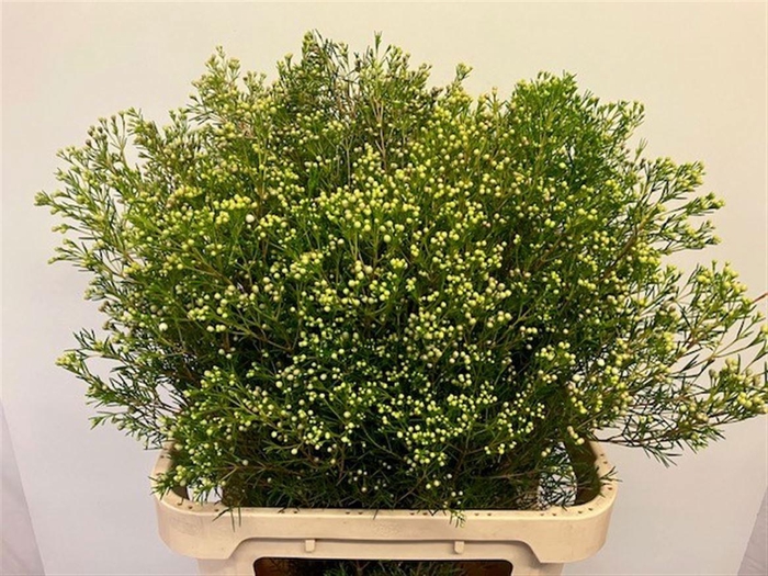 <h4>CHAME UN JUPITE MOON</h4>