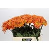 Dahlia Dr Phil