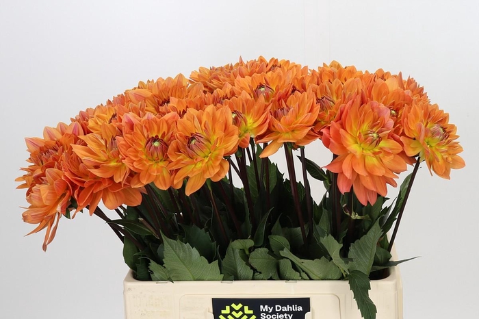Dahlia Dr Phil