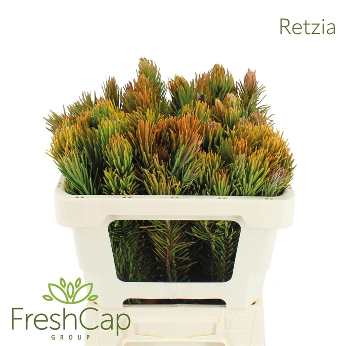 <h4>Retzia capensis</h4>