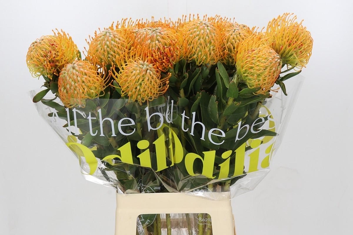 <h4>Nutans Soleil</h4>