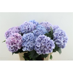Hydr M Lollypop Blue 60-16