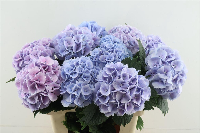 <h4>Hydr M Lollypop Blue 60-16</h4>