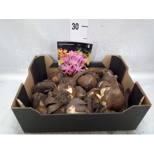 Flowerbulbs, corns or tubers   ...