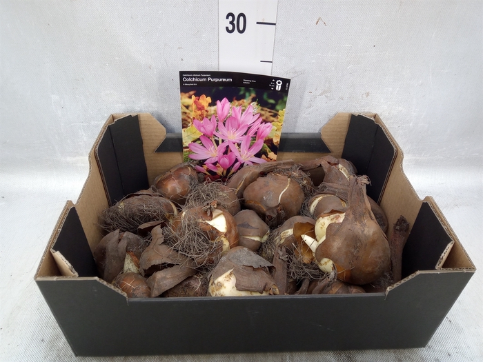 <h4>Flowerbulbs, corns or tubers   ...</h4>