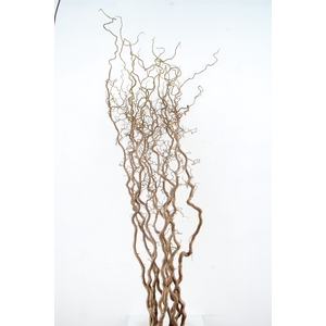 CORYL AV CONTORTA 2-JARIG 180cm