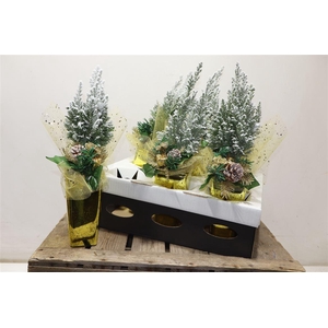 arr8 Cham L Ellwoodii + Snow In Gold Keramiek