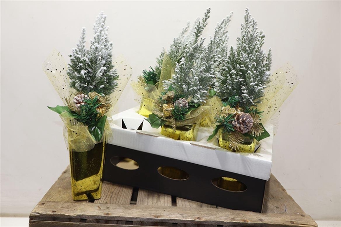 <h4>arr8 Cham L Ellwoodii + Snow In Gold Keramiek</h4>