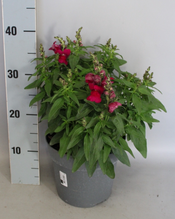 <h4>Perkplanten 19 cm Antirrhinum Red</h4>