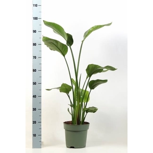 STRELITZIA NICOLAI