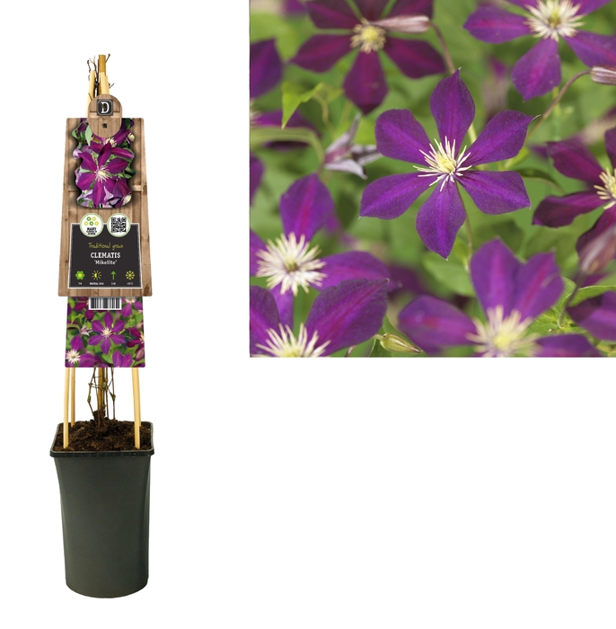 <h4>Clematis 'Mikelite' +3.0 label</h4>