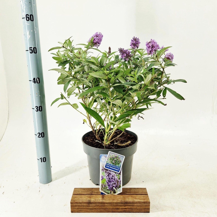 <h4>Buddleja Butterfly Candy Lila Sweet</h4>