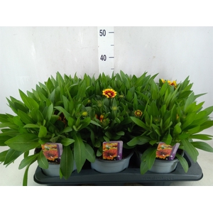 Gaillardia aristata 'Gallo Dk Bico'