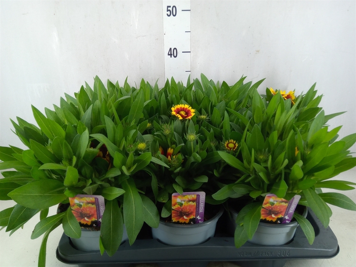 <h4>Gaillardia aristata 'Gallo Dk Bico'</h4>
