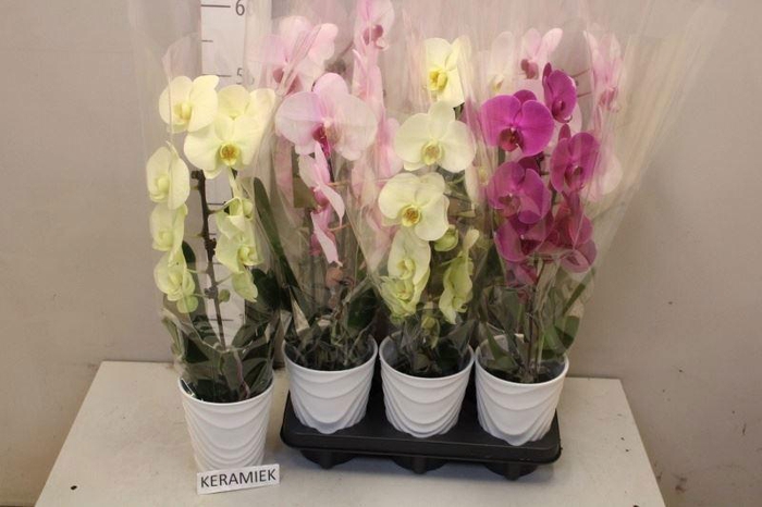 <h4>ARR PHAL 1 TAK</h4>