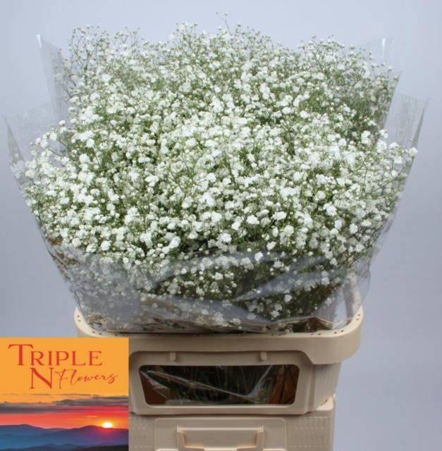 <h4>GYPS PA XLENCE</h4>