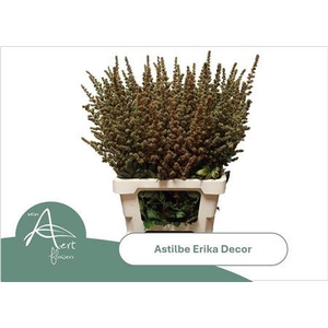 Astil Ar Erika Decor X5