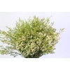 Chamelaucium Ofir