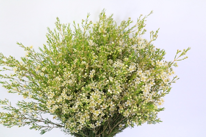 Chamelaucium Ofir