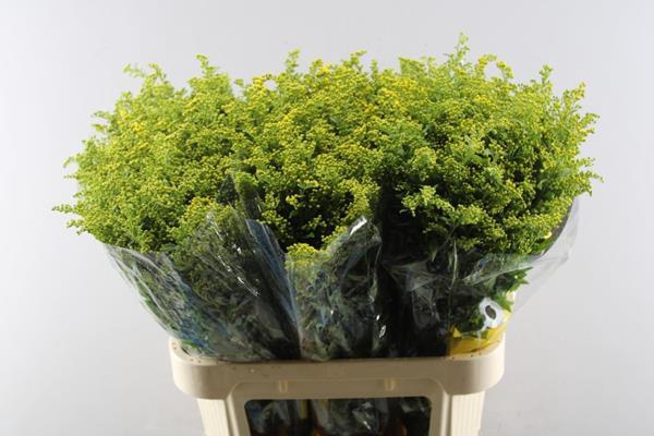 <h4>Solidago Carzan Glory L 80/50</h4>