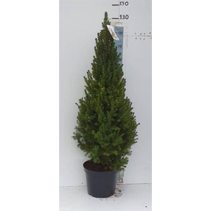 PICEA GL CONICA