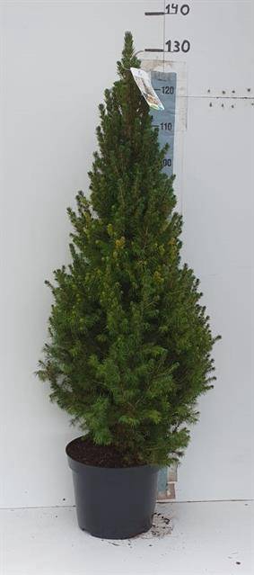 <h4>PICEA GL CONICA</h4>