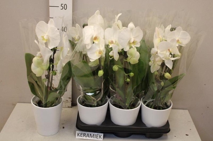 <h4>ARR PHAL 1 TAK</h4>