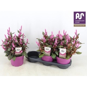 CEL WILD PINK