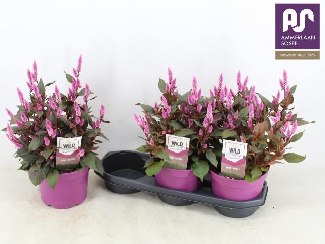 <h4>CEL WILD PINK</h4>