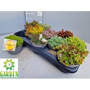 SEDUM GEM