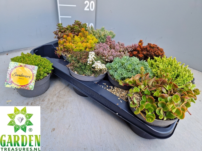 <h4>SEDUM GEM</h4>