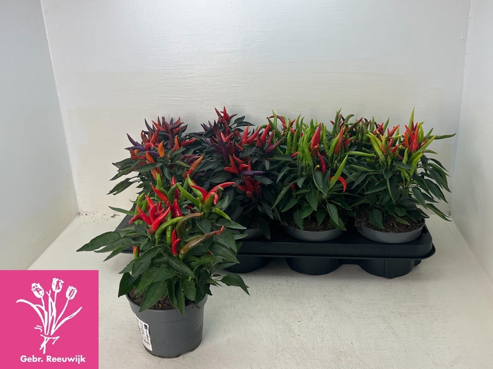 <h4>CAPS AN JOKER</h4>
