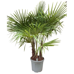 Trachycarpus fortunei