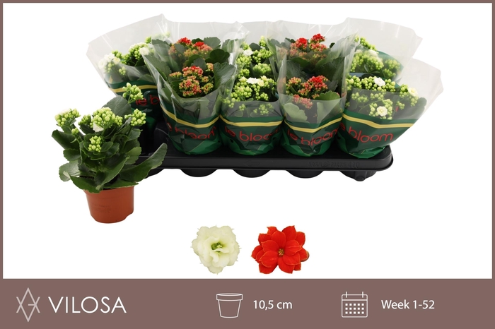 <h4>KAL GE GEM 2 KL</h4>