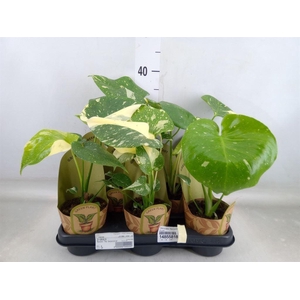 Monstera delic. 'Thai Constellatio'