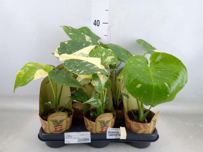<h4>Monstera delic. 'Thai Constellatio'</h4>