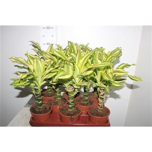 Dra Frag Yello Coast