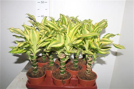 <h4>Dra Frag Yello Coast</h4>